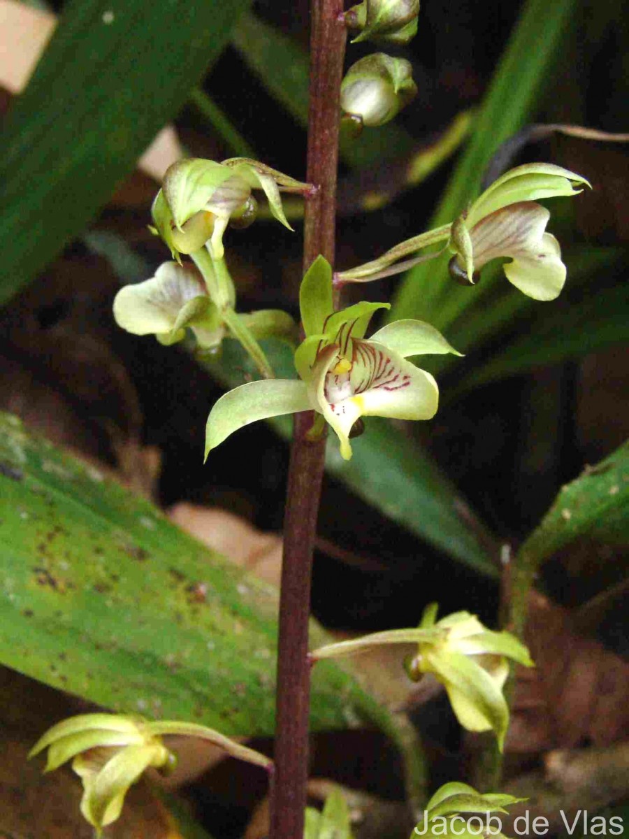 Eulophia pulchra (Thouars) Lindl.